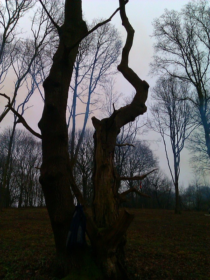 Dead tree in Betchworth Park